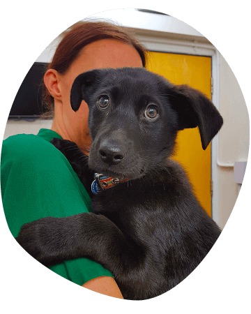 Black dog in the arms of a vet.