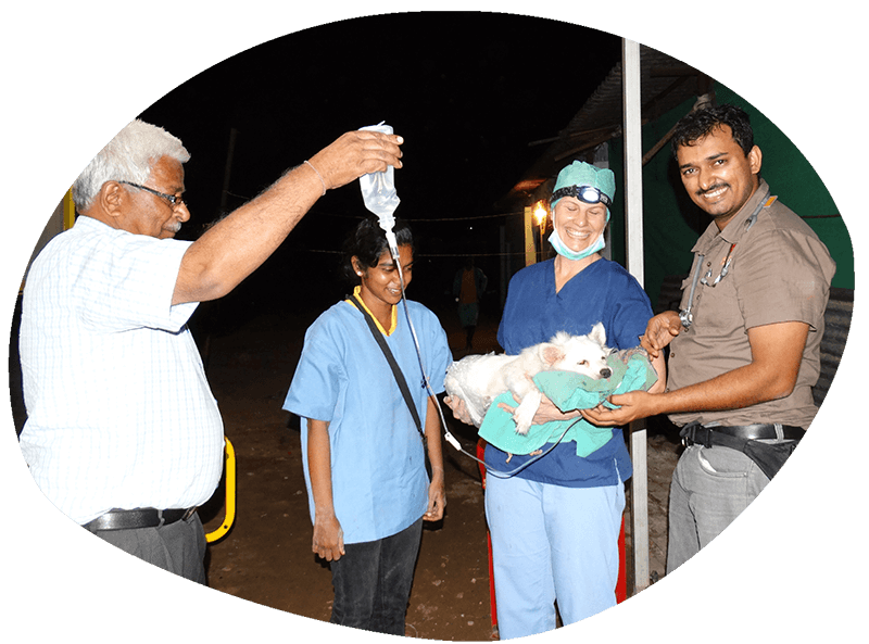 Group of vets looking after canine patient