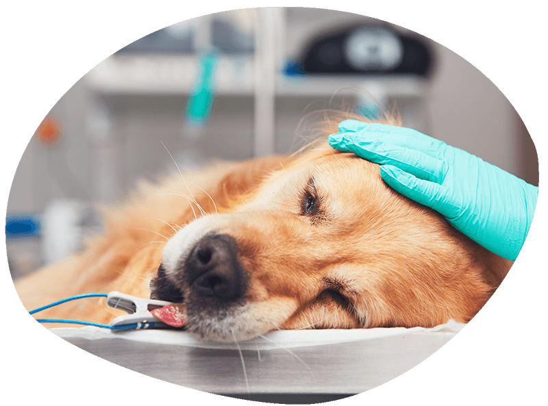 dog on operating table